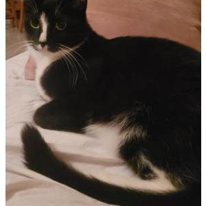 Lost Cat Black Bean