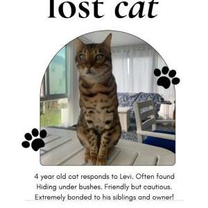 Image of Levi, Lost Cat
