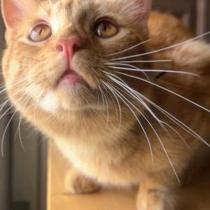 Image of Orangie, Lost Cat