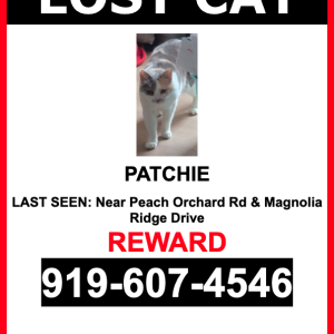Lost Cat Patchie