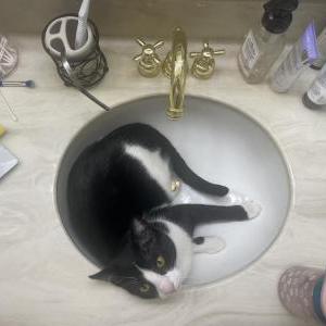 Image of Neo, Lost Cat