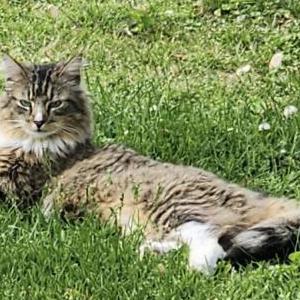 Lost Cat George