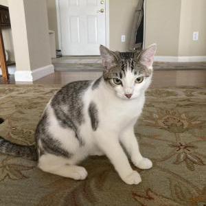 Lost Cat Nova