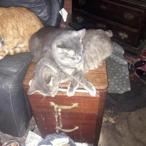 Image of Monte, Lost Cat