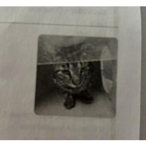 Image of Archer, Lost Cat