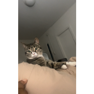Lost Cat Irie