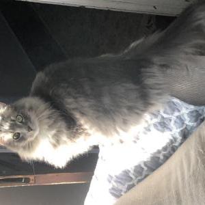 Image of Grayson, Lost Cat