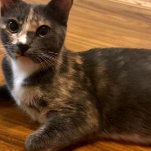 Lost Cat Scarlett