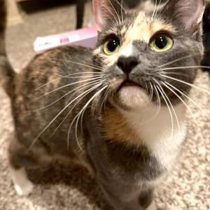 2nd Image of Scarlett, Lost Cat