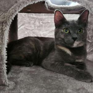 Lost Cat Kiki