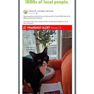Lost Cat Kitty