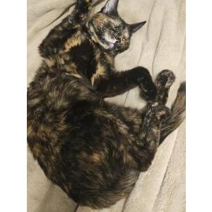Lost Cat Solis