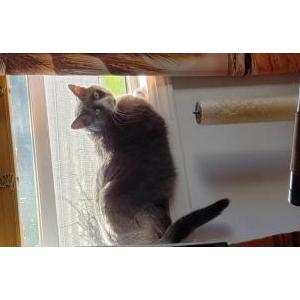 Lost Cat Ringo