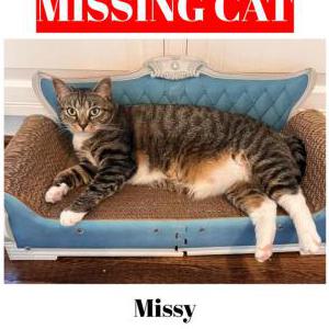 Image of Missy, Lost Cat