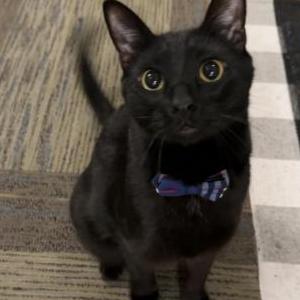 Image of Lucipurr, Lost Cat