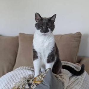 Image of JetLi, Lost Cat