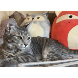 Image of Nyx, Lost Cat