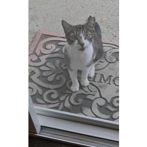 Image of Unknown, Found Cat