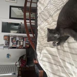 Lost Cat Loki