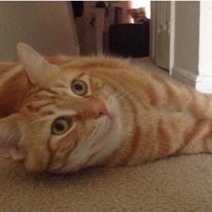 Lost Cat Pig