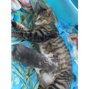 Lost Cat Moosie