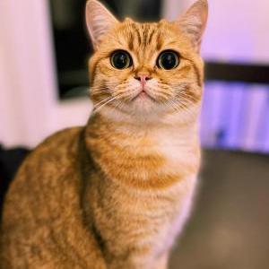Image of Legolas, Lost Cat
