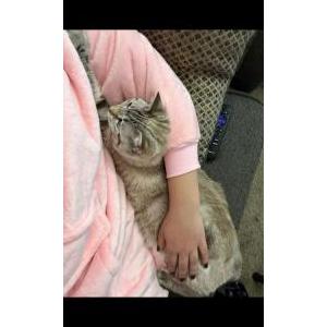 Image of Cleo, Lost Cat