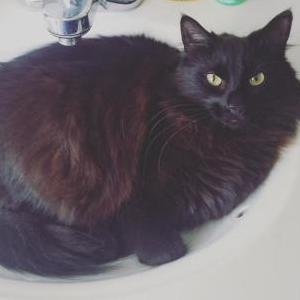 Lost Cat Zoey