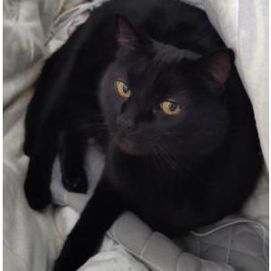 Image of Queen, Lost Cat