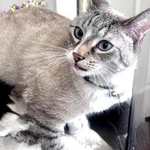 Lost Cat Babyboy