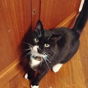 Image of PJ (Pirate Joe), Lost Cat