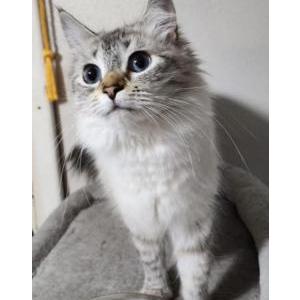Lost Cat Bunny