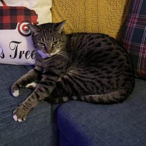 Image of Frankie, Lost Cat
