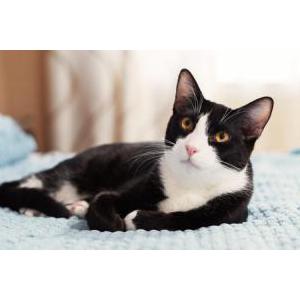 Image of Sylvester, Lost Cat