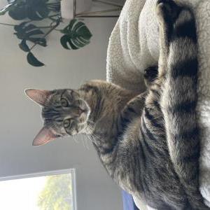 Image of Leo, Lost Cat