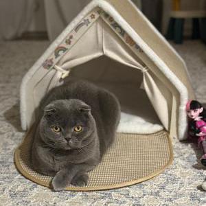 Image of Kiara, Lost Cat