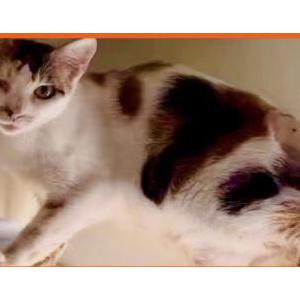 Lost Cat Annie