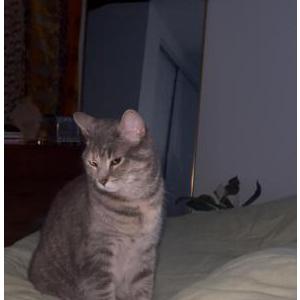 Image of Kimiko, Lost Cat