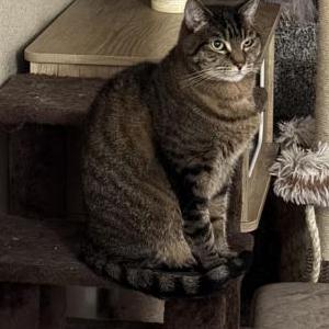 Lost Cat Felix/bubby
