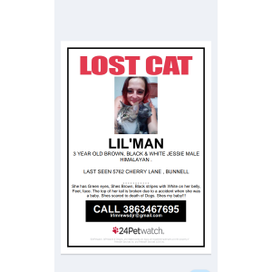 Image of Lil Man, Lost Cat