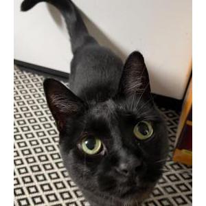 Image of Unknown, Found Cat