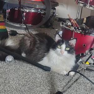 Image of Elmo, Lost Cat