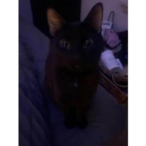Lost Cat Onyx