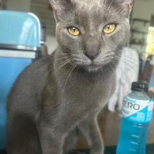 Image of Dumpling, Lost Cat