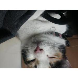Image of Unknown, Found Cat