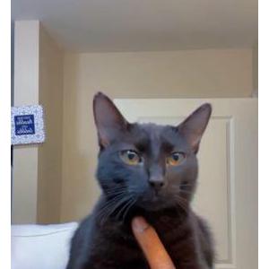 Lost Cat Spirit