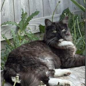 Image of Kitty, Lost Cat