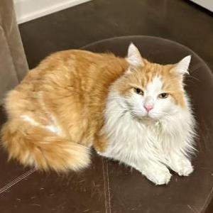 Lost Cat Gus
