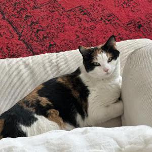 Lost Cat Mamma Kitty