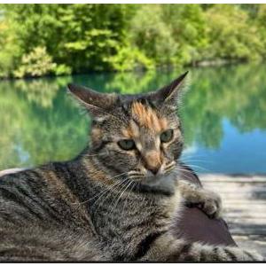 Lost Cat Daisy